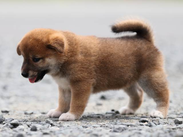 AI5I7305-puppy AI5I7305-puppy