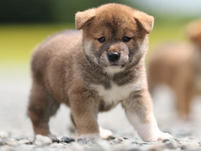 AI5I7391-puppy AI5I7391-puppy