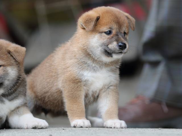 AI5I7409-puppy AI5I7409-puppy