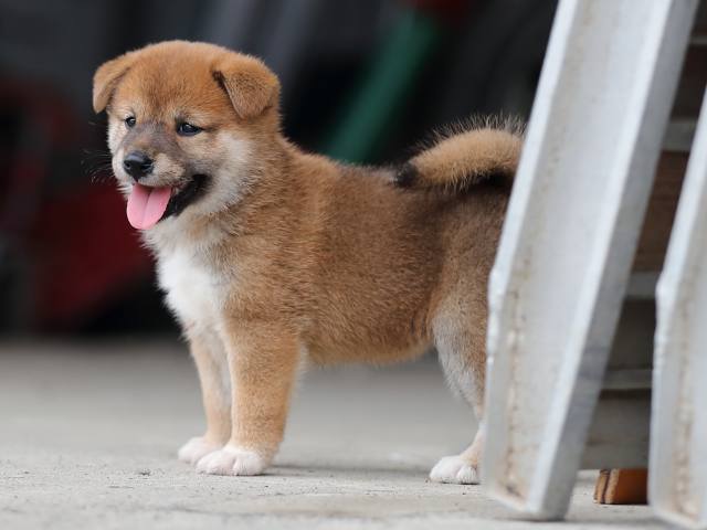 AI5I7473-puppy AI5I7473-puppy