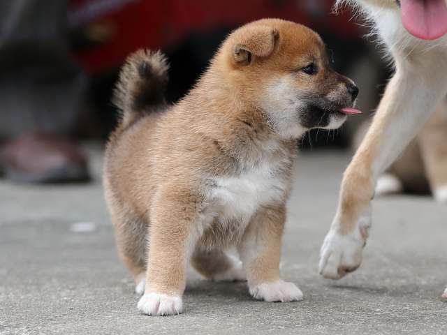 AI5I7490-puppy AI5I7490-puppy