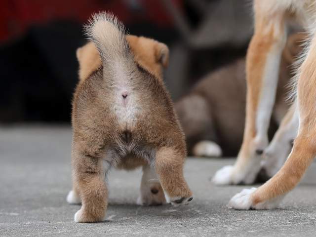 AI5I7514-puppy AI5I7514-puppy