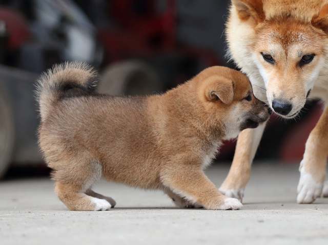 AI5I7538-puppy AI5I7538-puppy