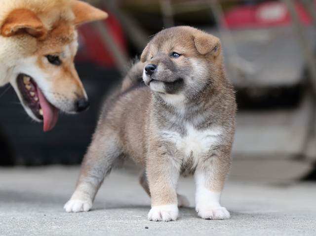 AI5I7569-puppy AI5I7569-puppy