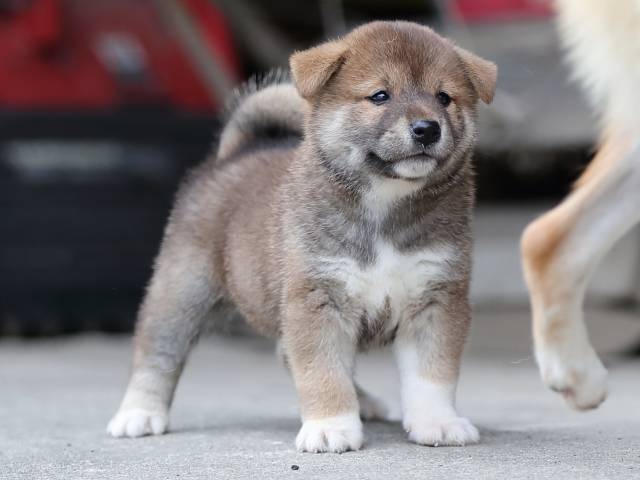 AI5I7580-puppy AI5I7580-puppy