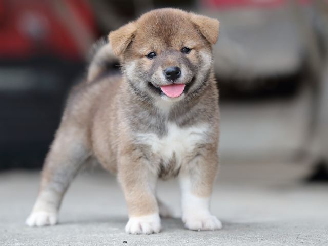 AI5I7593-puppy AI5I7593-puppy