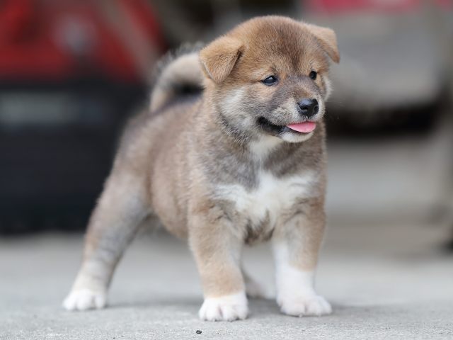 AI5I7596-puppy AI5I7596-puppy