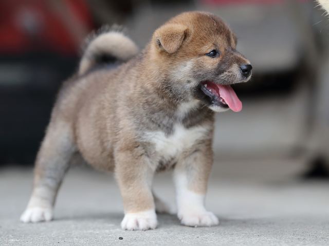 AI5I7609-puppy AI5I7609-puppy