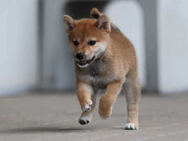 AI5I8377-puppy AI5I8377-puppy