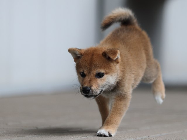 AI5I8379-puppy AI5I8379-puppy