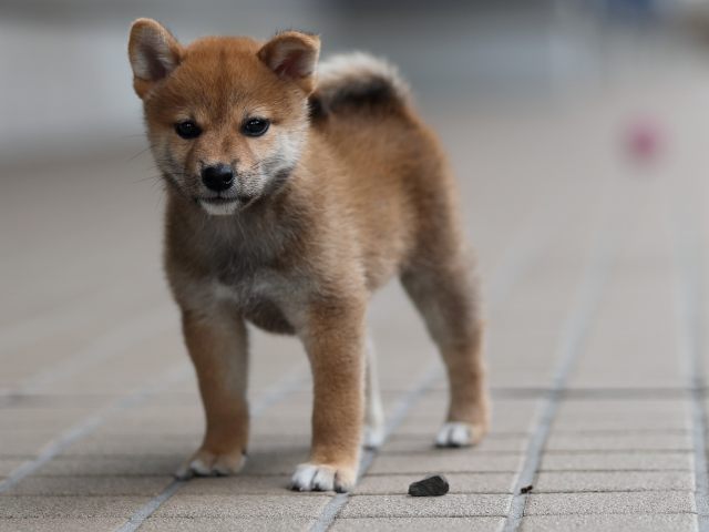 AI5I8445-puppy AI5I8445-puppy