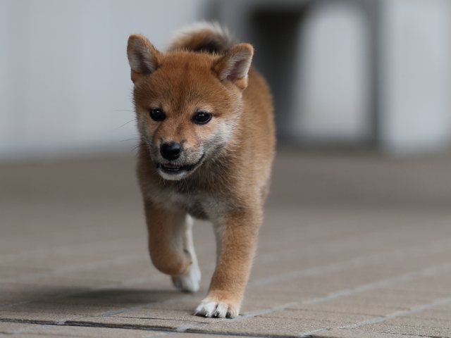 AI5I8474-puppy AI5I8474-puppy