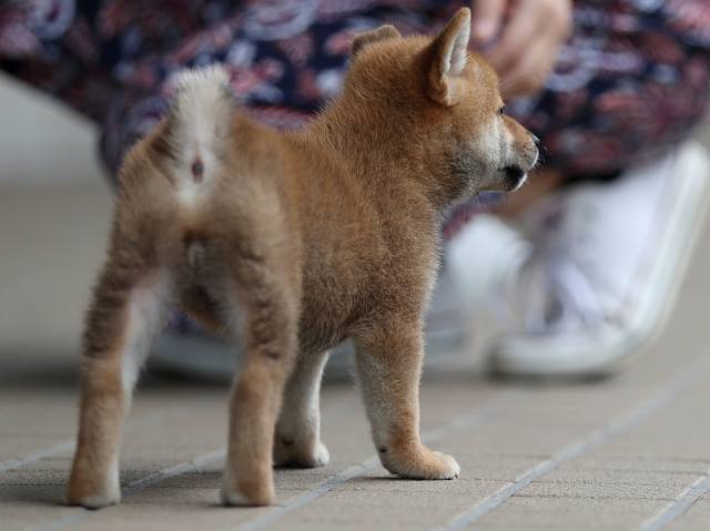 AI5I8484-puppy AI5I8484-puppy