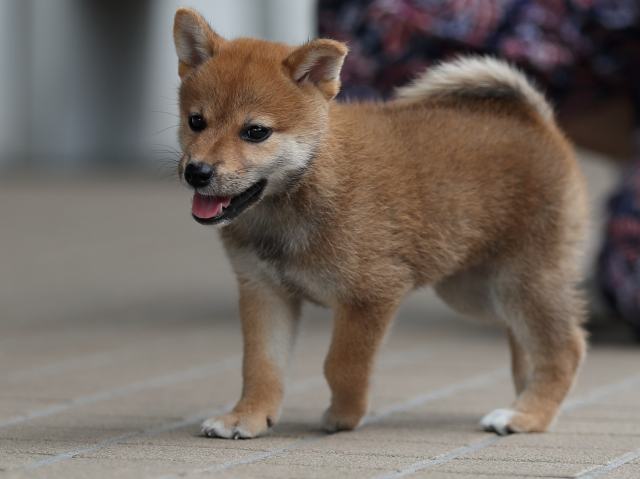AI5I8490-puppy AI5I8490-puppy