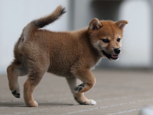 AI5I8502-puppy AI5I8502-puppy