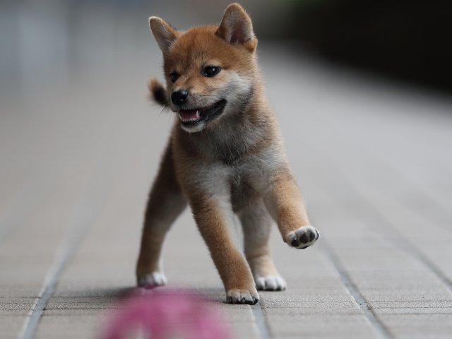 AI5I8510-puppy AI5I8510-puppy