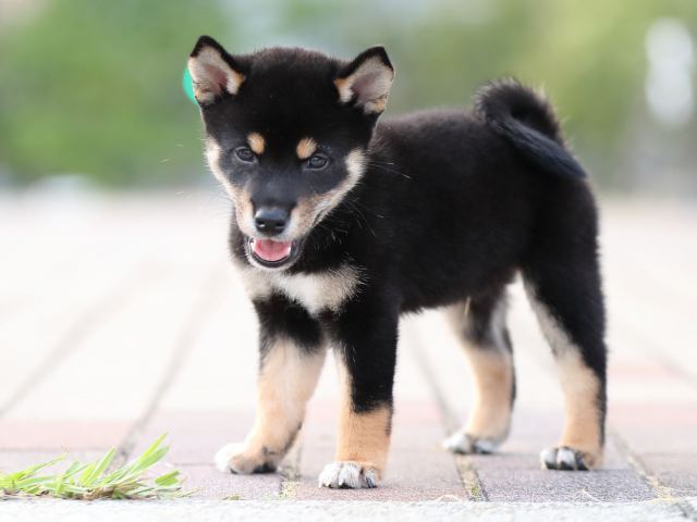 AI5I9351-puppy AI5I9351-puppy