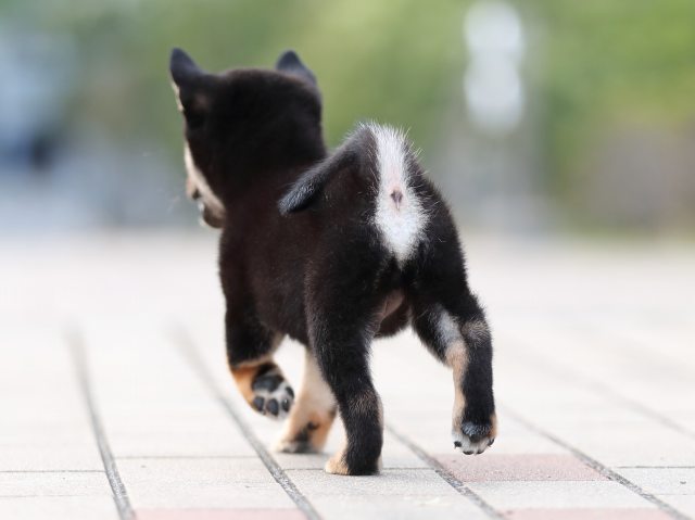 AI5I9361-puppy AI5I9361-puppy
