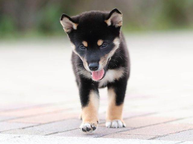 AI5I9428-puppy AI5I9428-puppy