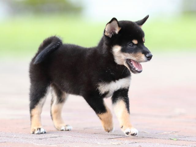 AI5I9437-puppy AI5I9437-puppy