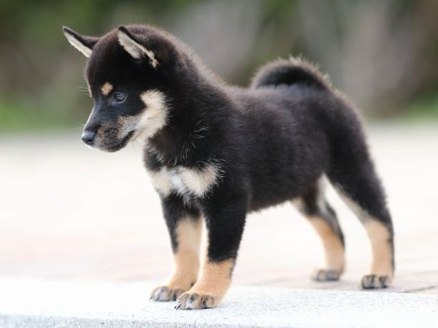 AI5I9468-puppy AI5I9468-puppy