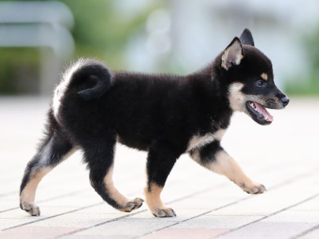 AI5I9490-puppy AI5I9490-puppy