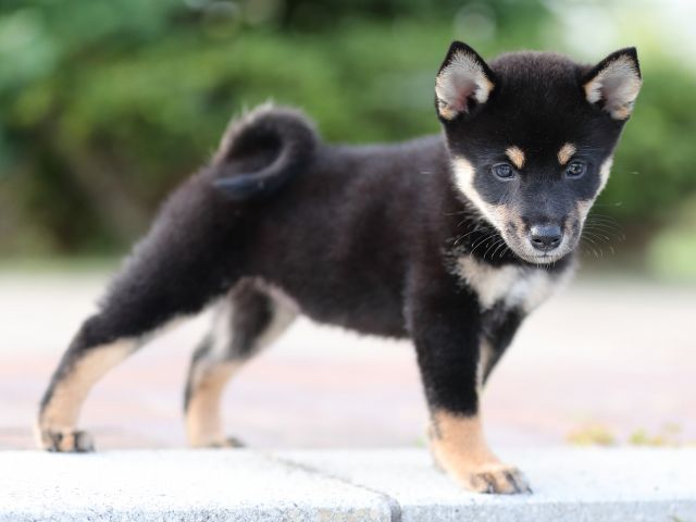 AI5I9503-puppy AI5I9503-puppy