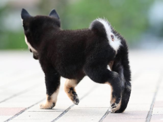 AI5I9524-puppy AI5I9524-puppy