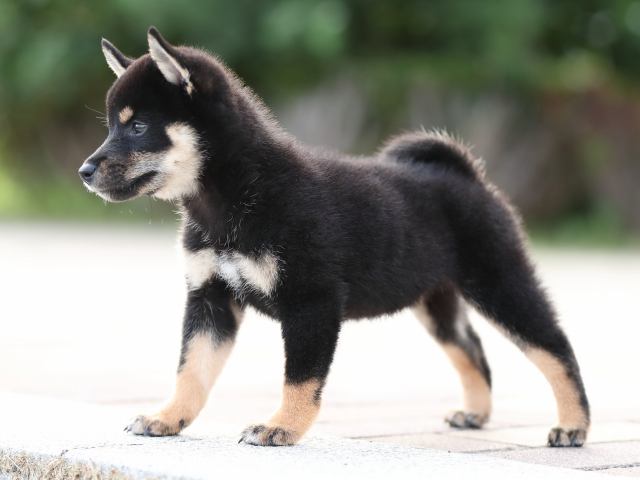 AI5I9556-puppy AI5I9556-puppy