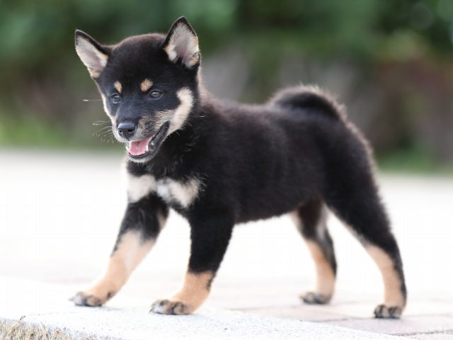 AI5I9559-puppy AI5I9559-puppy