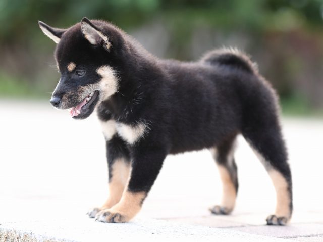 AI5I9562-puppy AI5I9562-puppy