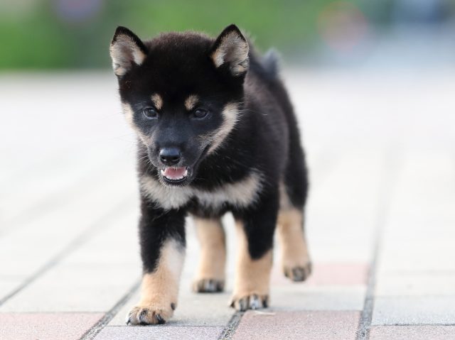 AI5I9658-puppy AI5I9658-puppy