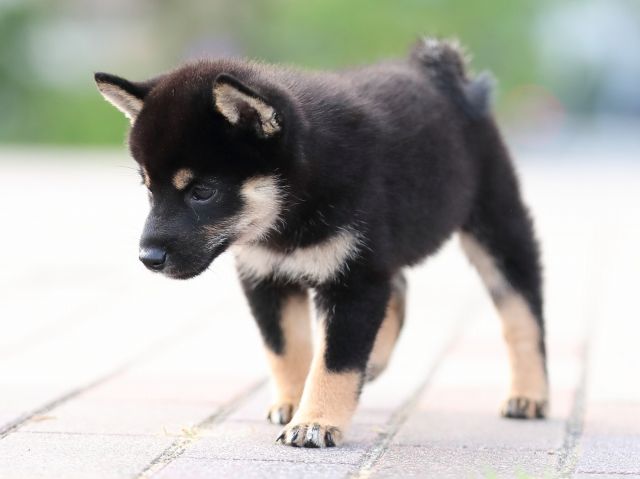 AI5I9660-puppy AI5I9660-puppy