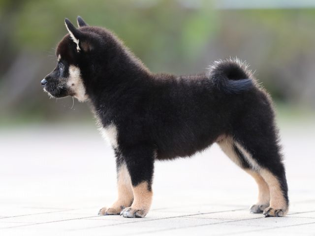 AI5I9672-puppy AI5I9672-puppy