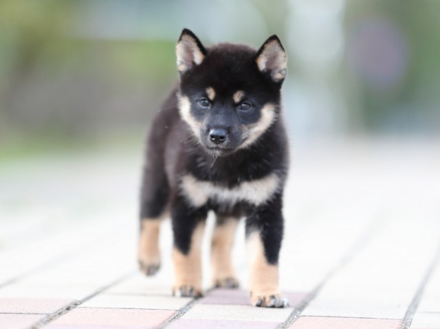 AI5I9690-puppy AI5I9690-puppy