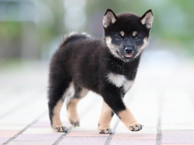 AI5I9699-puppy AI5I9699-puppy