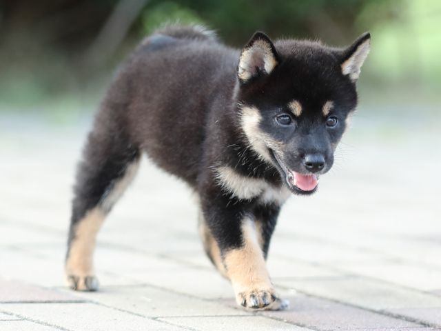 AI5I9716-puppy AI5I9716-puppy