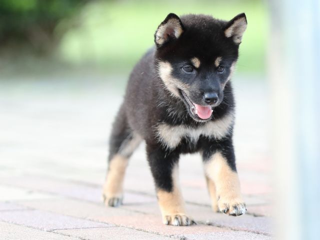 AI5I9731-puppy AI5I9731-puppy