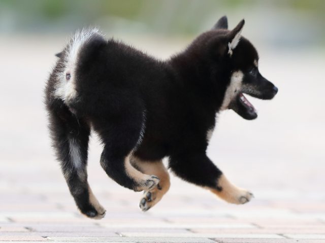 AI5I9792-puppy AI5I9792-puppy