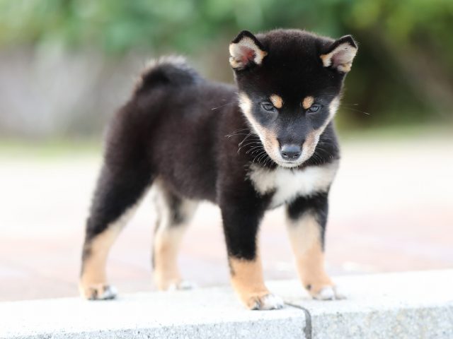 AI5I9860-puppy AI5I9860-puppy