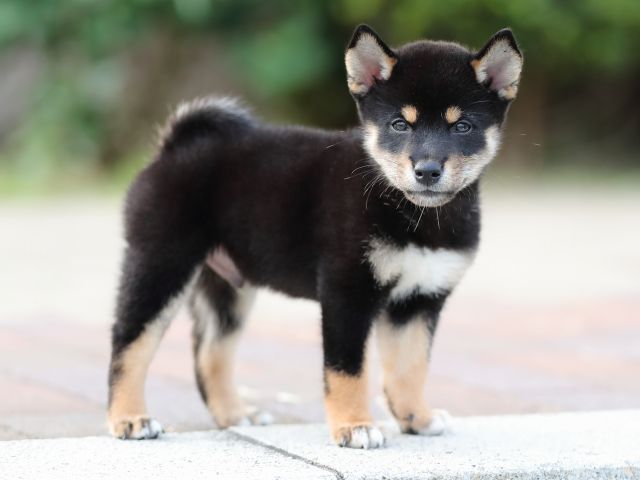 AI5I9875-puppy AI5I9875-puppy