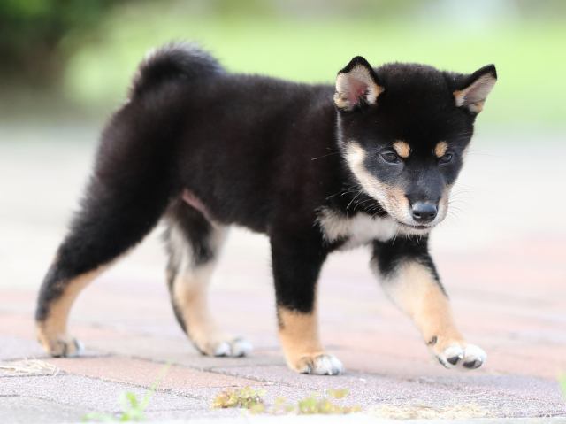 AI5I9893-puppy AI5I9893-puppy