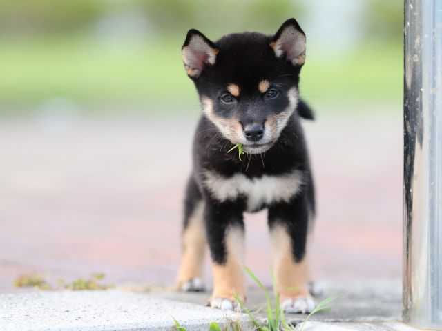 AI5I9898-puppy AI5I9898-puppy
