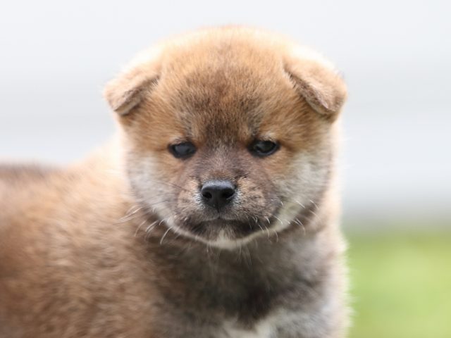 AI5I9950-puppy AI5I9950-puppy