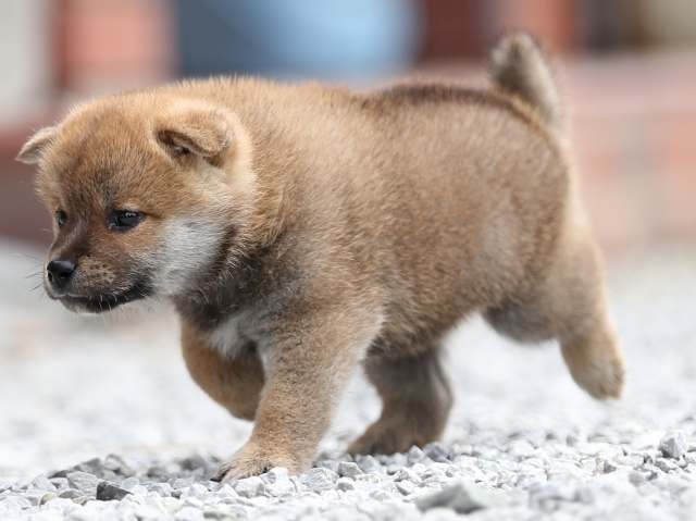 AI5I9971-puppy AI5I9971-puppy