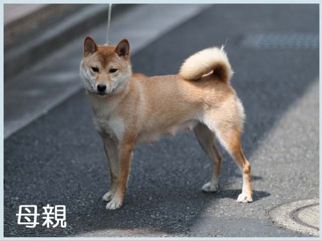 富士子姫号 富士子姫号