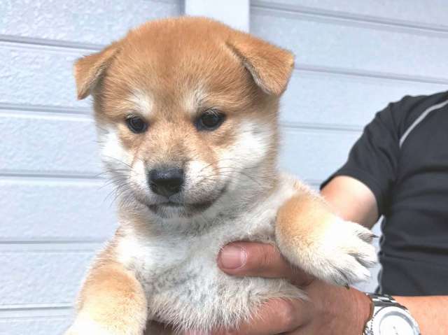 00000379-puppy 00000379-puppy