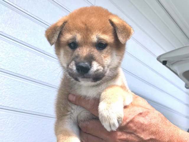 00000384-puppy 00000384-puppy