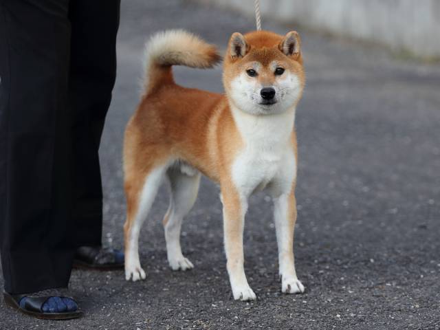 飼い主様決定の子犬 ID3232紅ノ竜王号 | 【柴犬.net】柴犬専門