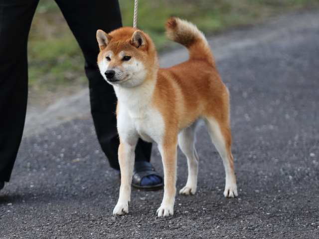 飼い主様決定の子犬 ID3232紅ノ竜王号 | 【柴犬.net】柴犬専門